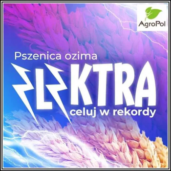 Ogłoszenie - Pszenica Ozime ELEKTRA - Plenna Zdrowa Rekordowa Pszenica Strzelce - Wielkopolskie - 2 650,00 zł