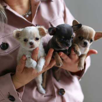 Ogłoszenie - Szczenięta rasy Beutifull Chihuahua do ponownego zamieszkania