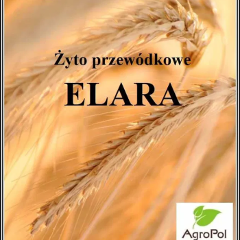 Ogłoszenie - Żyto przewódkowe ELARA (nowsze żyto Bojko ) Żyto na zielonkę - Wielkopolskie - 2 500,00 zł