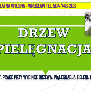 Ogłoszenie - Usuwanie jemioły z drzew, tel. 504-746-203. Wrocław, Jemioła wycinka,  Pielęgnacja drzew i wycinka jemioły - Dolnośląskie