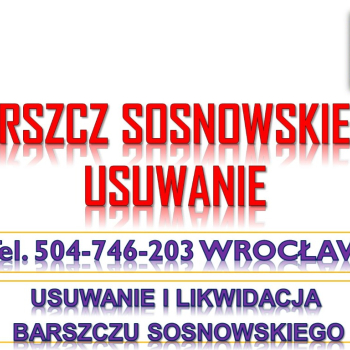 Ogłoszenie - Usuwanie barszczu Sosnowskiego, cena, tel 504-746-203, Wrocław, likwidacja, zwalczanie, utylizacja , usunięcie, barszczu - Dolnośląskie