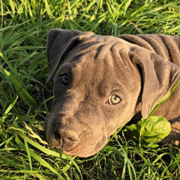 Ogłoszenie - Blue Amstaff American Staffordshire Terrier - Łęczna - 2 500,00 zł