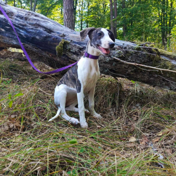 Ogłoszenie - Szczenięta rasy Whippet, gotowe do zmiany domku - Małopolskie - 4 000,00 zł