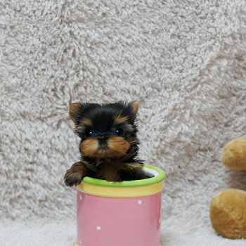 Ogłoszenie - Lovely Tea cup yorkie puppy