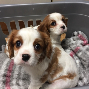 Ogłoszenie - Cavelire king charles spaniel - 1 500,00 zł