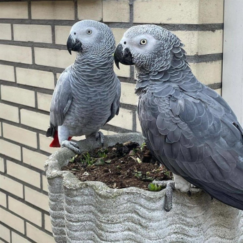 Ogłoszenie - Afrykańska szara papuga na sprzedaż. - 2 500,00 zł