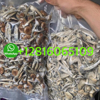 Ogłoszenie - whatsapp +12816065109 to buy mushrooms, xanax and cocaine for sale in Singapore and Malaysia - 500,00 zł