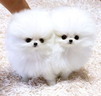 Ogłoszenie - Szczenięta rasy Teacup Pomeranian dostępne - 3 000,00 zł