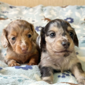 Ogłoszenie - dachshund puppies available for sell - 1 500,00 zł