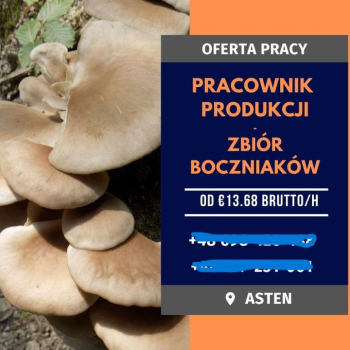 Ogłoszenie - Zbiór boczniaków - 14,06 € brutto/h - Doświadczenie na produkcji min. 6 miesięcy!