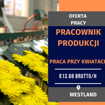 Ogłoszenie - Szklarnia, sortownia, produkcja - 14,06 € brutto/h - Nie wymagamy doświadczenia ani znajomości j.obcego! - Holandia