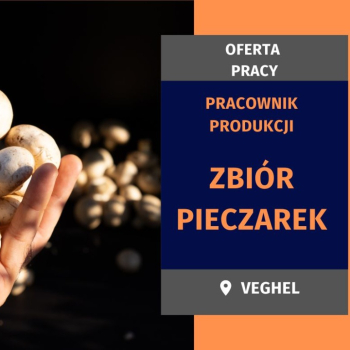 Ogłoszenie - Zbiór pieczarki - od 14.06 € - 16,00 € brutto - Nie wymagamy doświadczenia ani znajmości j. obcego ! - Holandia