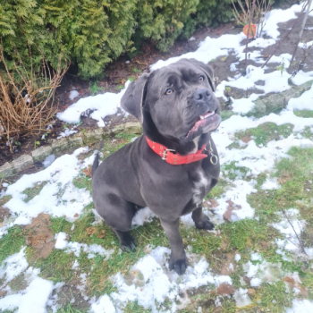 Ogłoszenie - Śliczna suczka Cane Corso - Morąg - 500,00 zł