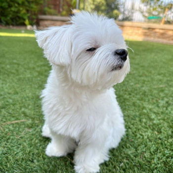 Ogłoszenie - Maltese puppies available - Bochnia