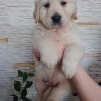 Ogłoszenie - Golden Retriever - szczeniaki - Częstochowa - 900,00 zł