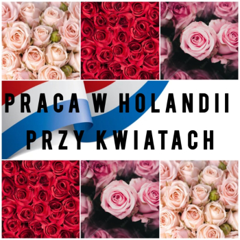 Ogłoszenie - PRACA W HOLANDI - KONTROLA JAKOŚCI KWIATÓW - Dolnośląskie