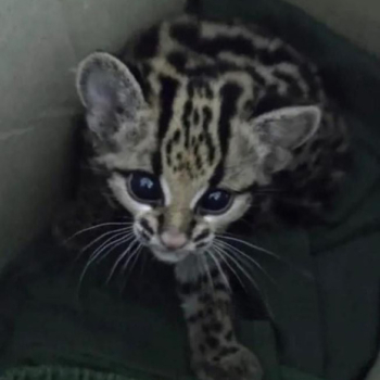 Ogłoszenie - Kocięta Ocelot i Savannah z pięknym Karakalem - Mazowieckie - 1,00 zł