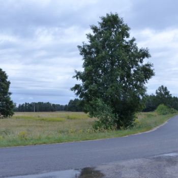 Ogłoszenie - Działki rolne z możliwością założenia siedliska - Lipno - 350 000,00 zł