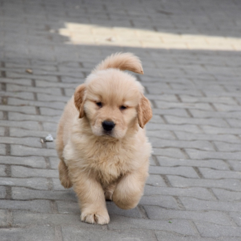 Ogłoszenie - Szczeniaki Golden retriever linia amerykańska - 9 000,00 zł