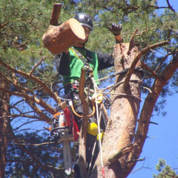 Ogłoszenie - Ścinka drzew, ścinka sekcyjna prace alpinistyczne - Słupsk - 150,00 zł