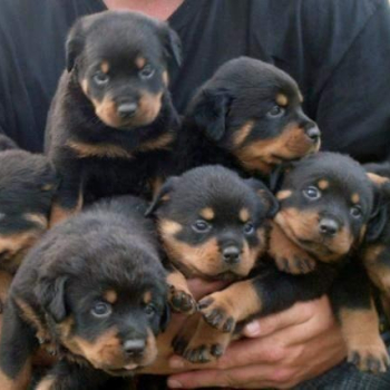 Ogłoszenie - rotvajler puppies available - Gniezno