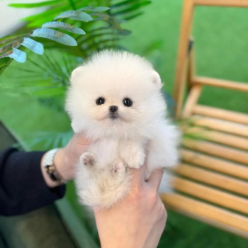 Ogłoszenie - Urocze szczenięta pomeranian teacup do adopcji. - Lublin