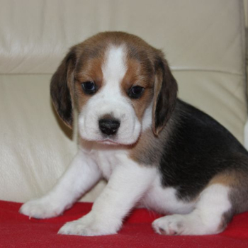 Ogłoszenie - Beagle - szczeniaczki ZKwP - 3 000,00 zł