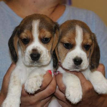 Ogłoszenie - Beagle szczeniaczki po Championie Polski ZKwP (FCI) - 3 000,00 zł