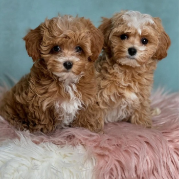 Ogłoszenie - szczenięta maltipoo na sprzedaż - Śląskie - 3 500,00 zł