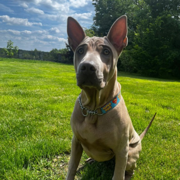 Ogłoszenie - Thai Ridgeback Dog- Dog Thajski - 3 000,00 zł