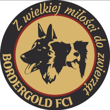 Ogłoszenie - Hodowla BorderGold Border Collie ZKwP FCI - 1,00 zł