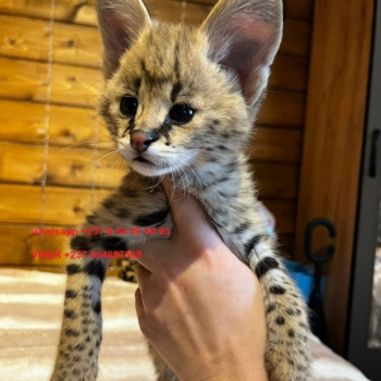 Ogłoszenie - Urocze kocięta Savannah F1 i F2 są dostępne WhatsApp....+237654084093 - Darłowo - 3 000,00 zł