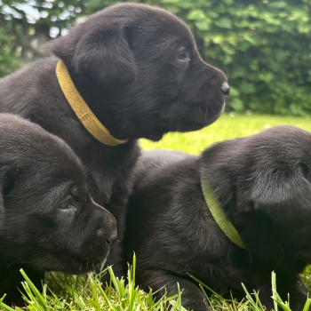 Ogłoszenie - Szczeniak labrador - 1 100,00 zł