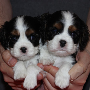 Ogłoszenie - Szczeniaki pieski Cavalier King Charles Spaniel ZKwP FCI - 6 500,00 zł