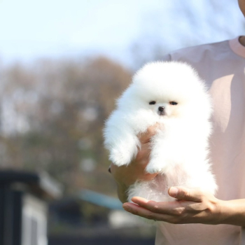 Ogłoszenie - Piękne szczenięta pomeraniana na sprzedaż. Wszystkie są zdrowe, - 700,00 zł