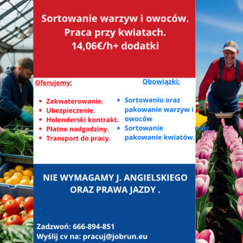 Ogłoszenie - Praca w Holandii – Sortowanie warzyw, owoców i praca przy kwiatach - Katowice
