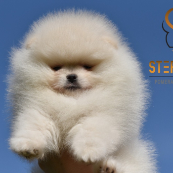 Ogłoszenie - Pomeranian Boo Szczenięta - Bielany