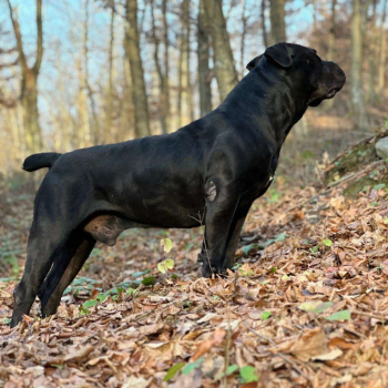 Ogłoszenie - Szczenięta mastifa południowoafrykańskiego – Boerboel