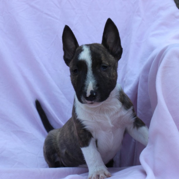Ogłoszenie - Mini Bull Terrier – Piękne szczenięta - Mazowieckie