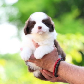 Ogłoszenie - Border Collie Szczenięta