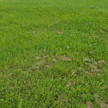 Ogłoszenie - Działka Budowlana (400 m2) okolica Samotworu MEDIA (Gałów) - Dolnośląskie - 150 000,00 zł