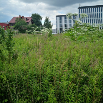 Ogłoszenie - Rdestowiec, barszcz Sosnowskiego, cennik, Tel. 504-746-203, usuwania, usługa likwidacji rdestowca. - Wrocław