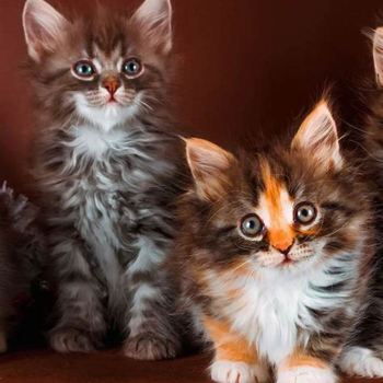 Ogłoszenie - Zarejestrowane w GCCF kocięta Maine Coon