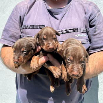 Ogłoszenie - Doberman szczenięta