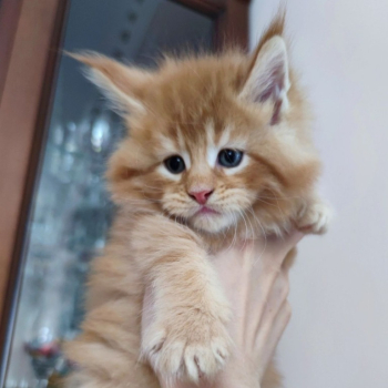 Ogłoszenie - Kocięta Maine Coon z pełnym rodowodem TICA - 5 000,00 zł