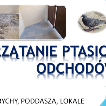 Ogłoszenie - Usługi sprzątania strychu, tel. 504-746-203, gołębich zanieczyszczeń, odchodów, Wrocław, cennik - Dolnośląskie