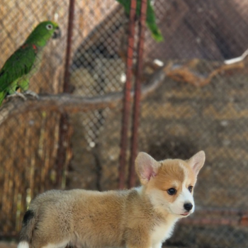 Ogłoszenie - Welsh Corgi Pembroke – Piękne szczenięta