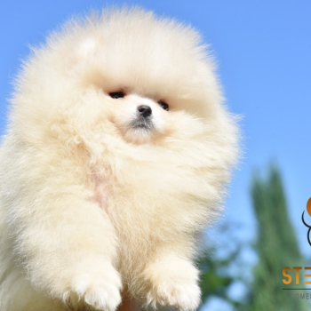 Ogłoszenie - Szpic miniaturowy Pomeranian Szczenięta