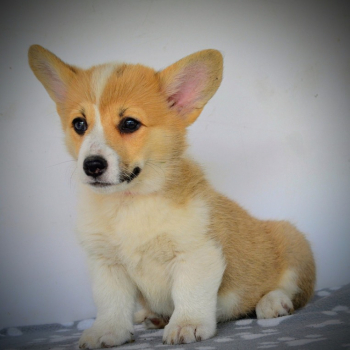 Ogłoszenie - Welsh Corgi Pembroke – Piękne szczenięta