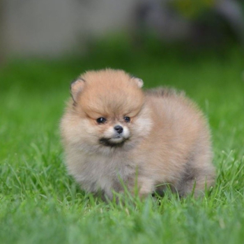 Ogłoszenie - Pomeranian Spitz – Piękne szczenięta